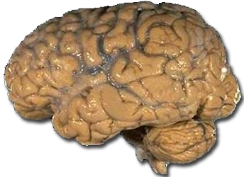 Cerveau humain — les biais cognitifs influencent nos décisions aux échecs
